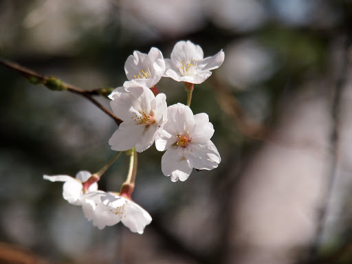 [写真]等々力緑地のソメイヨシノ