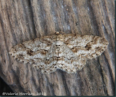 The-Engrailed