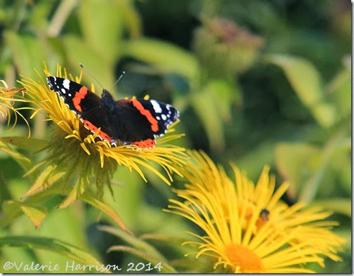 25-red-admiral