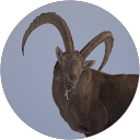 cyr dudouet profile picture