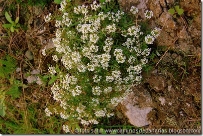 2073 Valsequillo-Valle San Roque(Paniqueso) 2073 Valsequillo-Valle San Roque(Paniqueso)