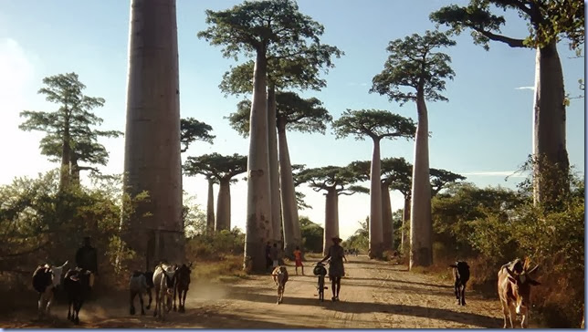 Resultado de imagem para avenida dos baobas