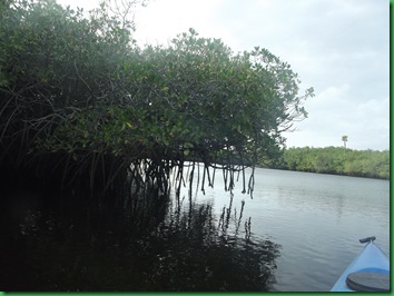 Look at those mangrove TOES