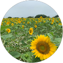 Kim Hau profile picture