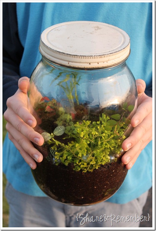 Making Terrariums in a jar
