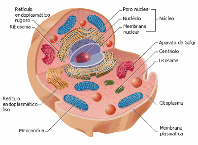 Partes de la celula