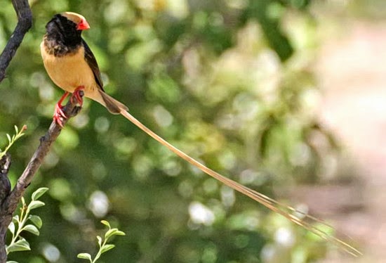 Burung emprit/pipit yang berekor panjang Burung emprit/pipit yang berekor panjang