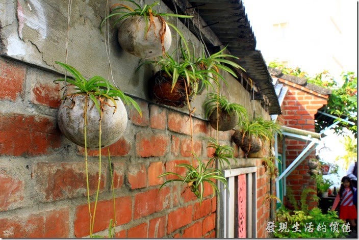 台南-花貓在顧的店。牆壁上的盆栽。
