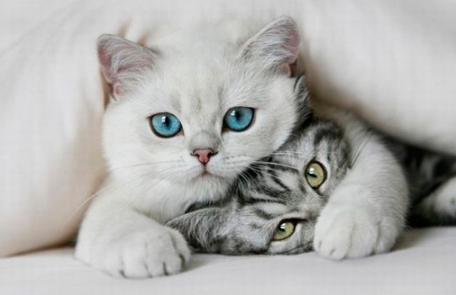 [Cute-Kittens-640x414%255B2%255D.jpg]