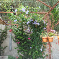 thunbergia grandiflora