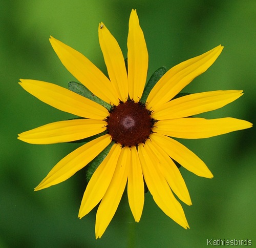 4. sunflower-kab