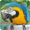 Bird Sounds - Free songs icon