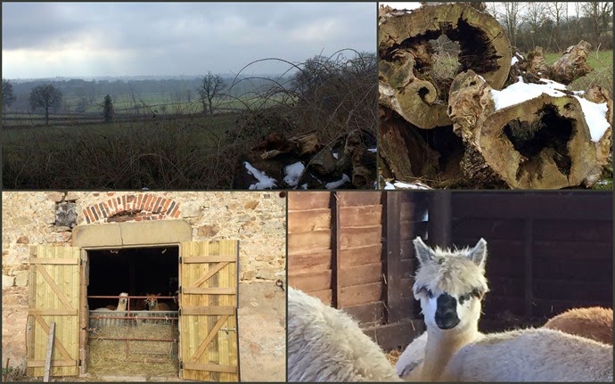 Les Lamas du Tilloux1 Les Lamas du Tilloux1
