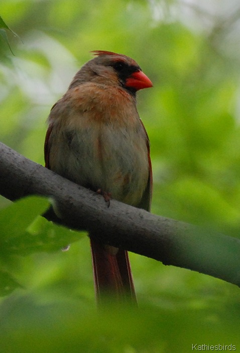 DSC_0174 female cardinal-kab