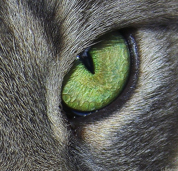 [green-cat-eye%255B4%255D.jpg]