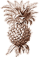 Pineapple line art
