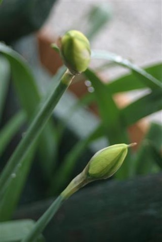 20080320narcisknop (Small)