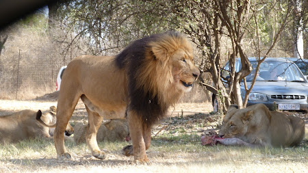 Maria Sa Leul la Lion Park