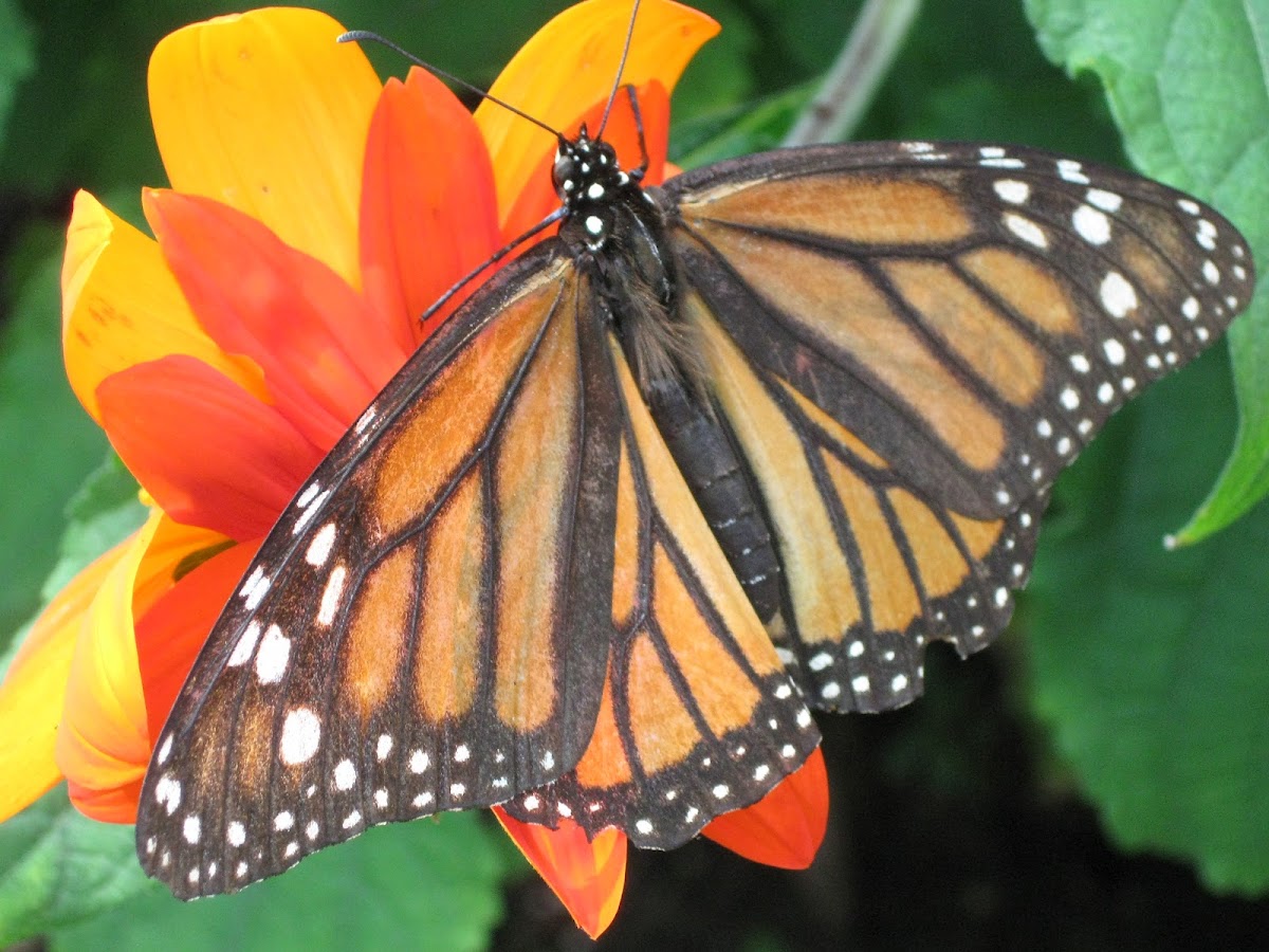 Monarch Butterfly