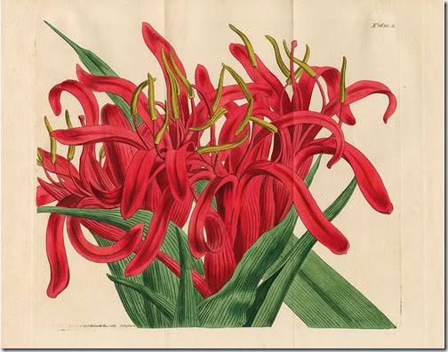 NERAM Australian flora