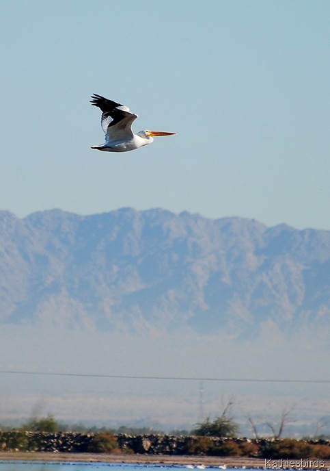 1. white pelican-kab