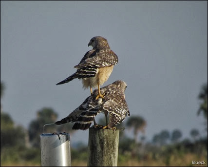 mating Red Shouldered Hawk on Prairie