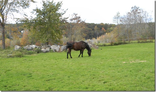 Fall at Jean's with horses. 078
