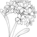 hydrangea-1-coloring-page.jpg