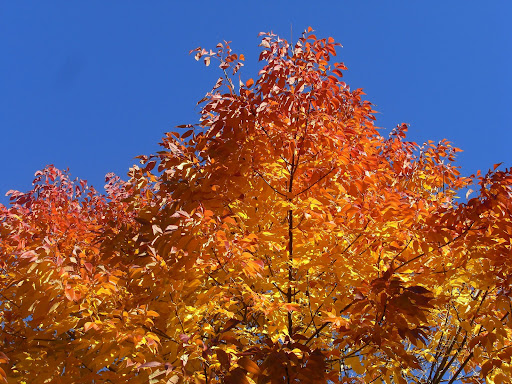 fall redmond tree