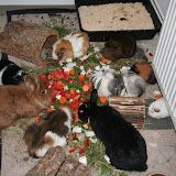 Pebbles, Balthasar, Wickie, Lucy, Kaylin, Lorelai, Nylah, Bolek, Sookie (v.l.uzs)