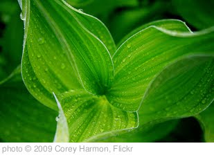 'Green Plant' photo (c) 2009, Corey Harmon - license: http://creativecommons.org/licenses/by-nd/2.0/
