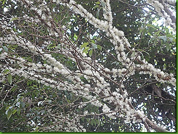 Jaboticabeira em flor 12 out 2011 004