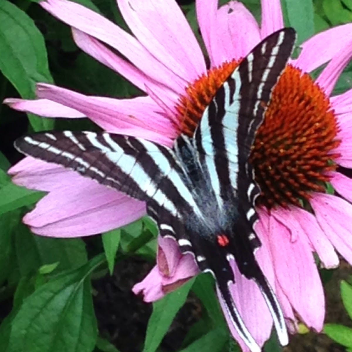 Zebra Swallowtail