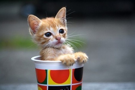 [cat-cool-cup-cute-fashion-Favim.com-276415_large%255B4%255D.jpg]