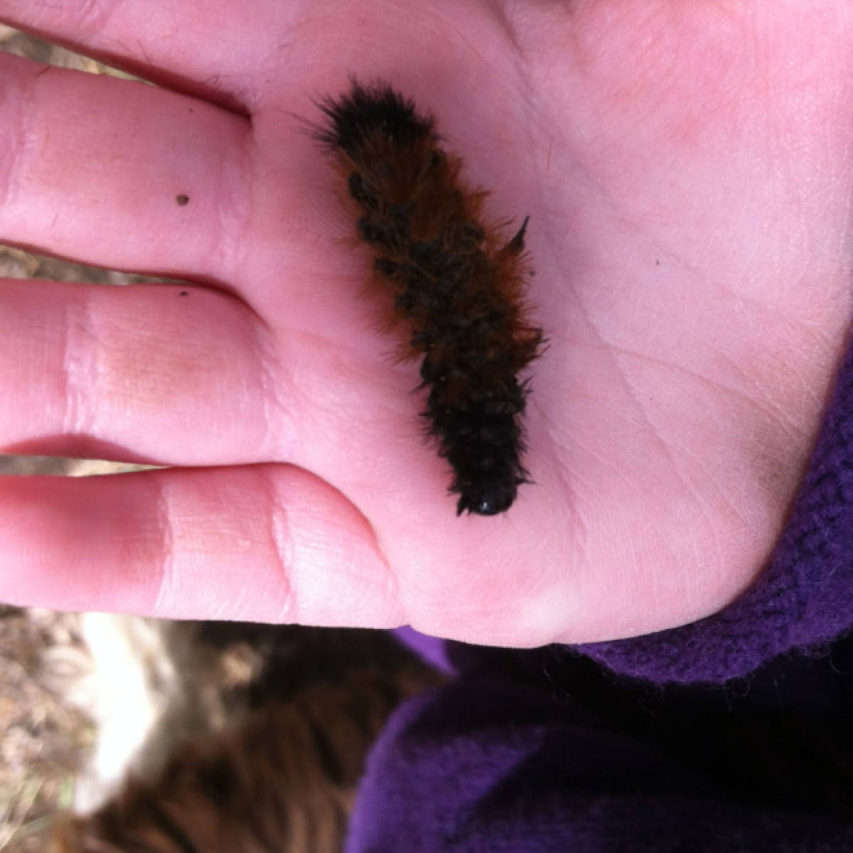 Woolley bear caterpillar