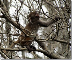 Rhesus monkey at Silver River