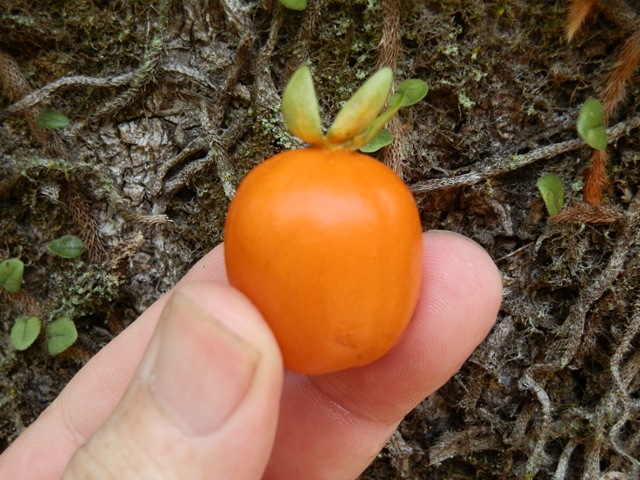 [Eugeniaspeciosa32.jpg]