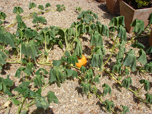 Les Fontanelles: O moeder, wat is het heet