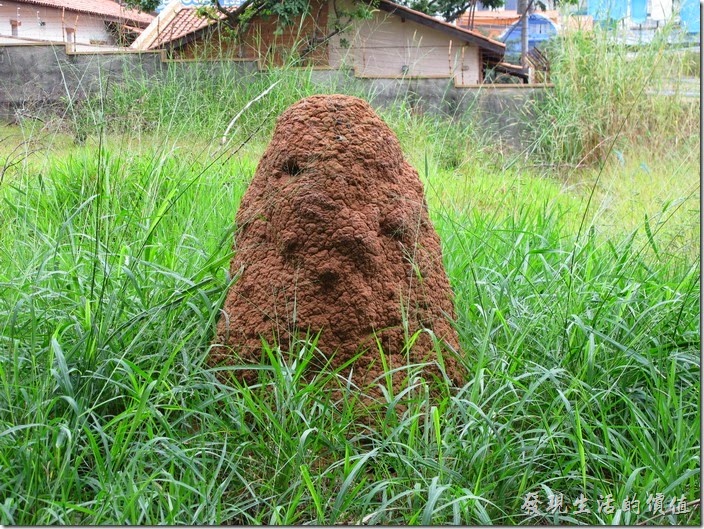 我發現巴西有很多這類的高出地面的蟻丘，這個蟻丘就是在公園旁拍的。