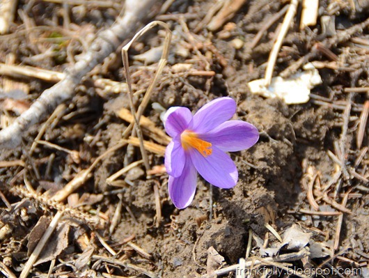 crocus