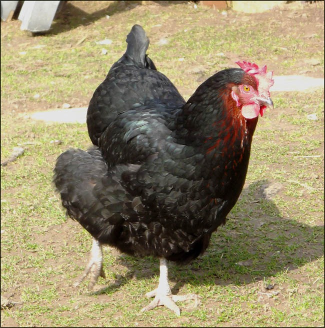 [Chicken-a%255B4%255D.jpg]