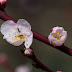 D FA Macro 100mm F2.8 WR