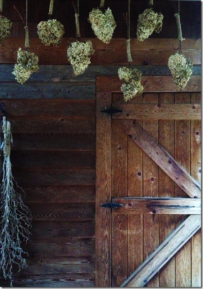 drying hydrangeas photography by Lee Wolfe