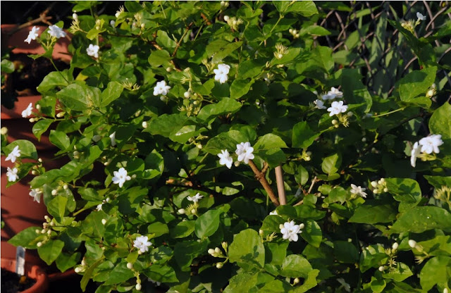 Cây hoa nhài (lài) cay hoa nhai (lai)