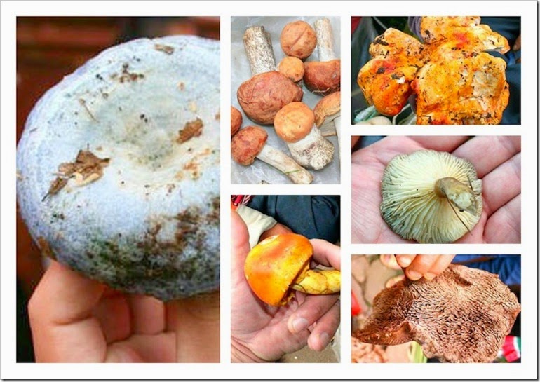 different types of mushrooms you can find in Mexico 