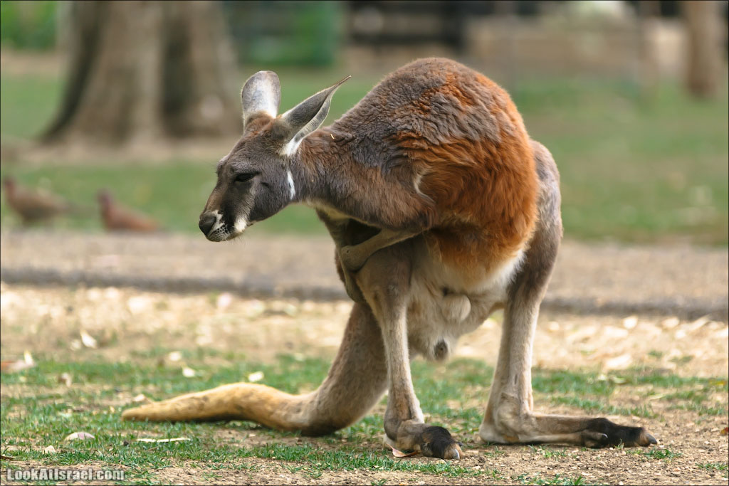 Ган Гуру - парк с кенгуру и другими австралийскими животными | Gan Guru | גן גורו | LookAtIsrael.com - Фото путешествия по Израилю