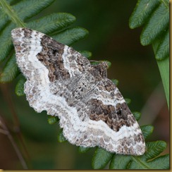Common Carpet moth, Epirrhoe alternata
