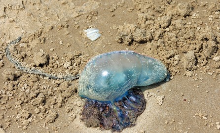 portuguese man of war