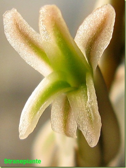 fiore haworthia