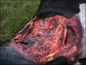 TSITSIKAMMA 4 cattle mutilations Bakkes farm April72012